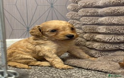 Cockapoo dogs for sale: Beautiful cockerpoo babies - Image 2