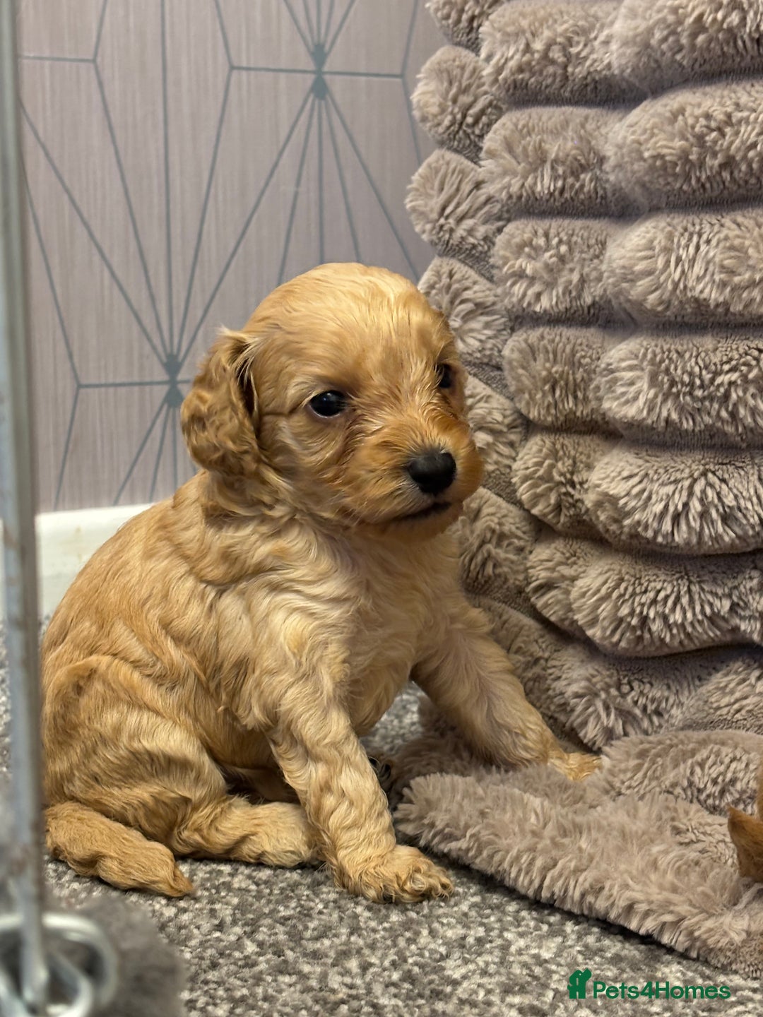 Cockapoo dogs for sale: Beautiful cockerpoo babies - Image 2