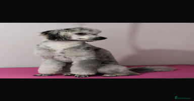 Miniature Poodle dogs in Leeds - Advert 10