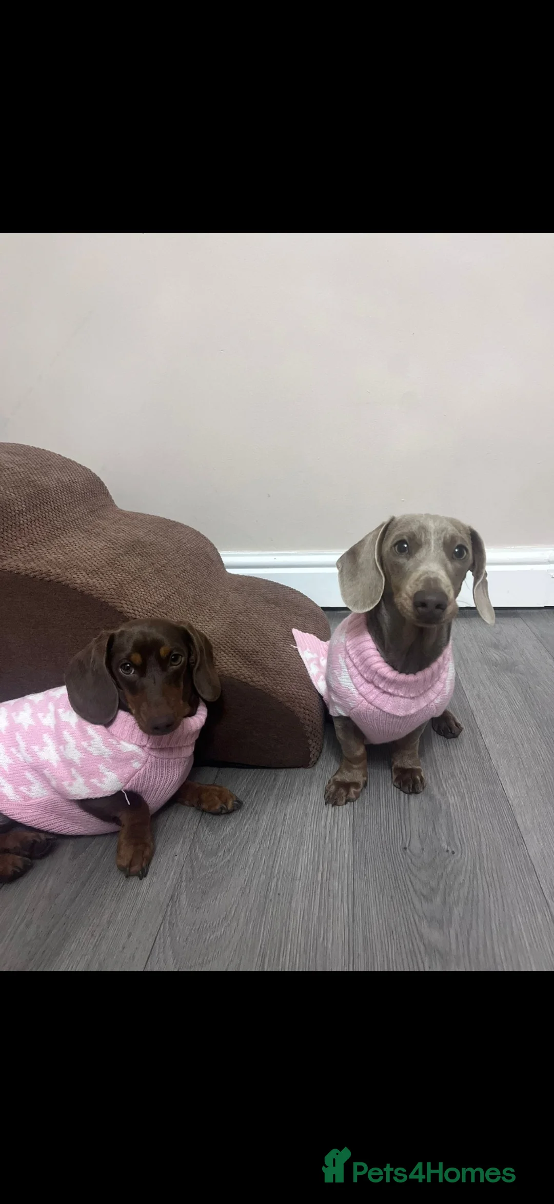 Miniature Dachshund dogs for sale: Two female miniature daschunds in Cwmbran - Advert 1