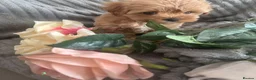 Maltipoo dogs for sale: Beautiful litter of red pups small cuteness❤️ - Advert 22