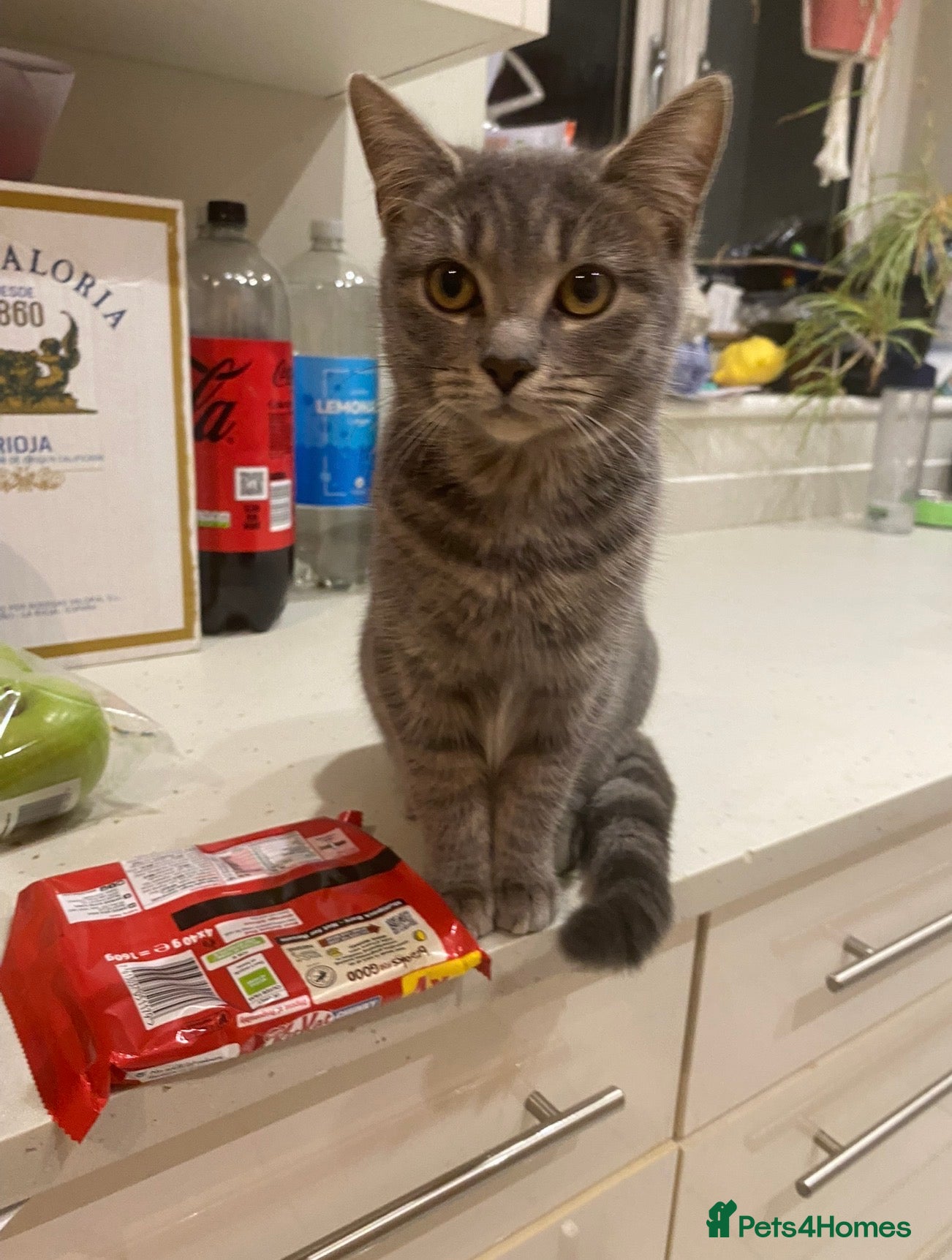 Mixed Breed cats Friendly female cat for rehoming - Advert 2