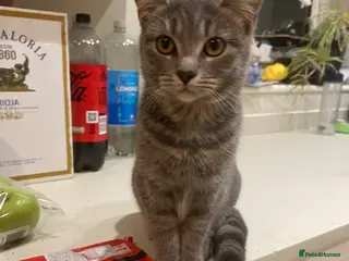 Mixed Breed cats Friendly female cat for rehoming - Advert 2