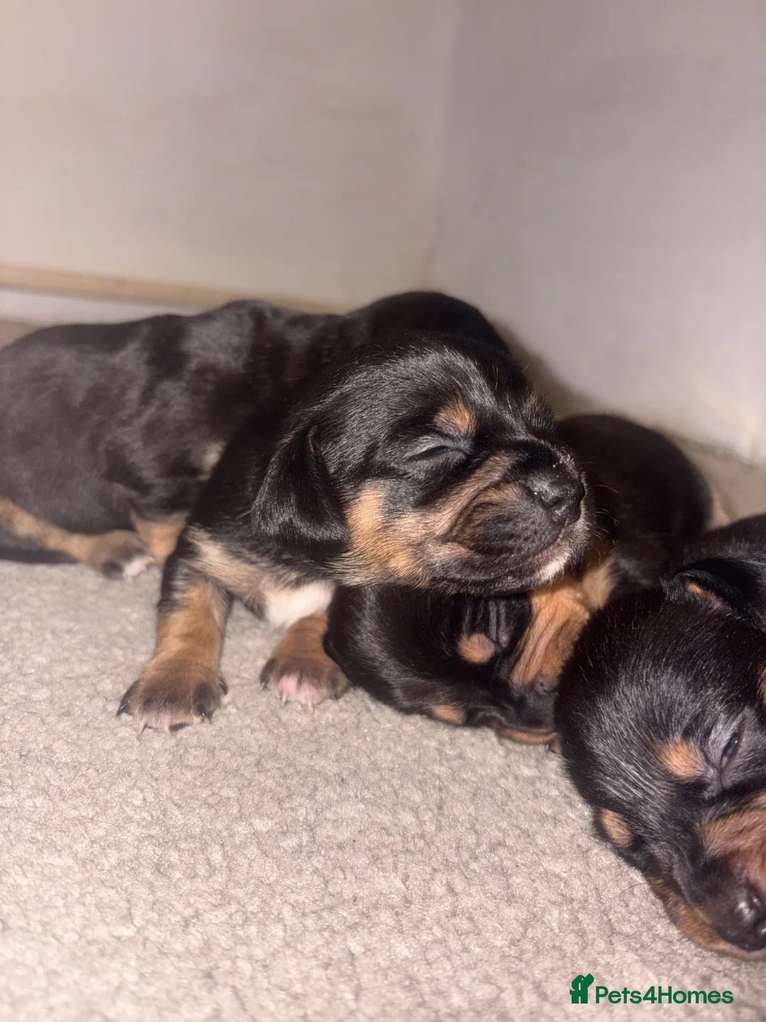 Jackshund dogs for sale: Dachshund x Jack Russel   in Peterborough - Advert 11