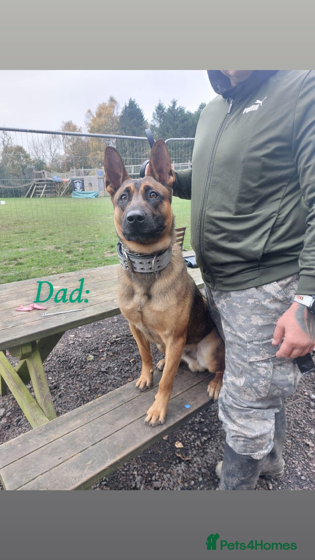 Belgian Shepherd Dog dogs for sale: 4-Month-Old Female Belgian Malinois  - Advert 10