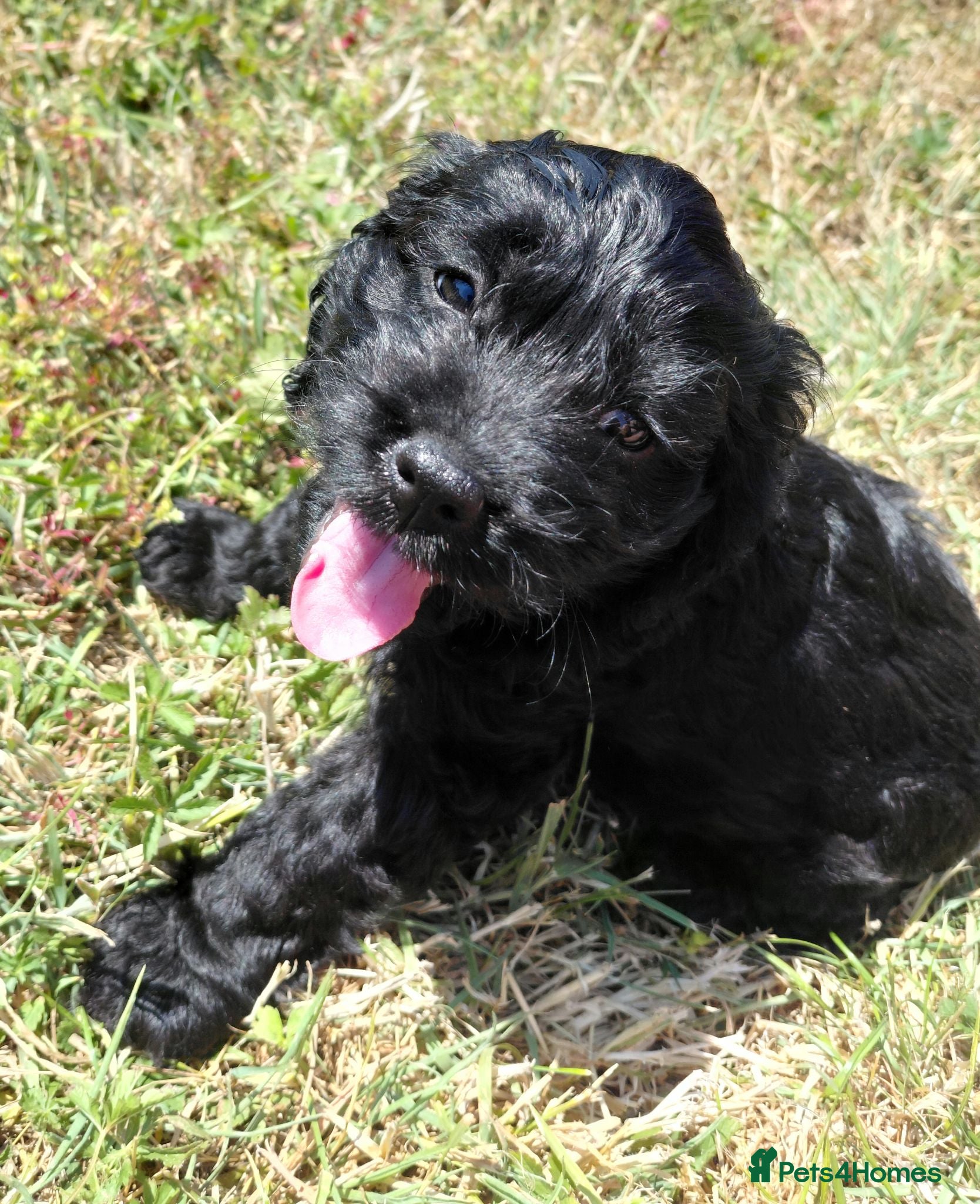 Cockapoo dogs Fluffy Cockalier-a-Poo Puppies – Ready Soon! - Advert 1