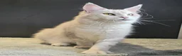 Maine Coon cats for sale: Ex breeding queen  - Advert 3