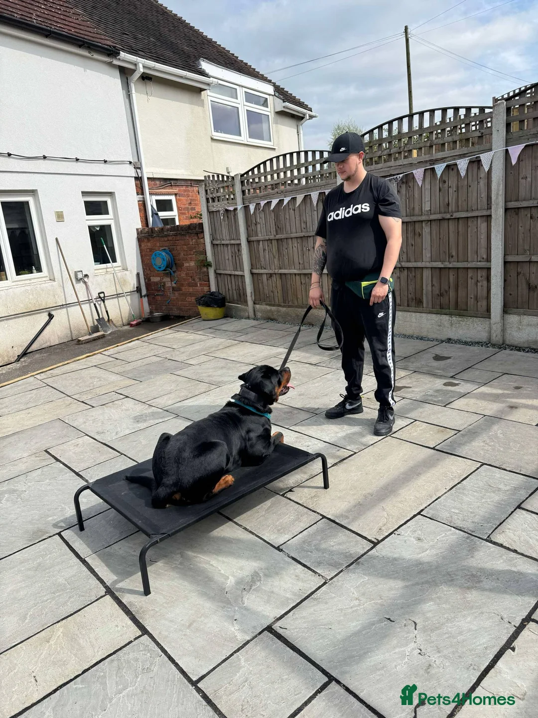 Rottweiler dogs for stud: KC Registered Male Rottweiler – Available for Stud - Advert 3