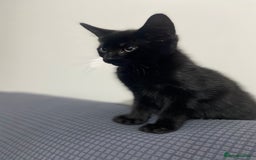 Mixed Breed cats for sale: 2 months old kittens  - Image 4
