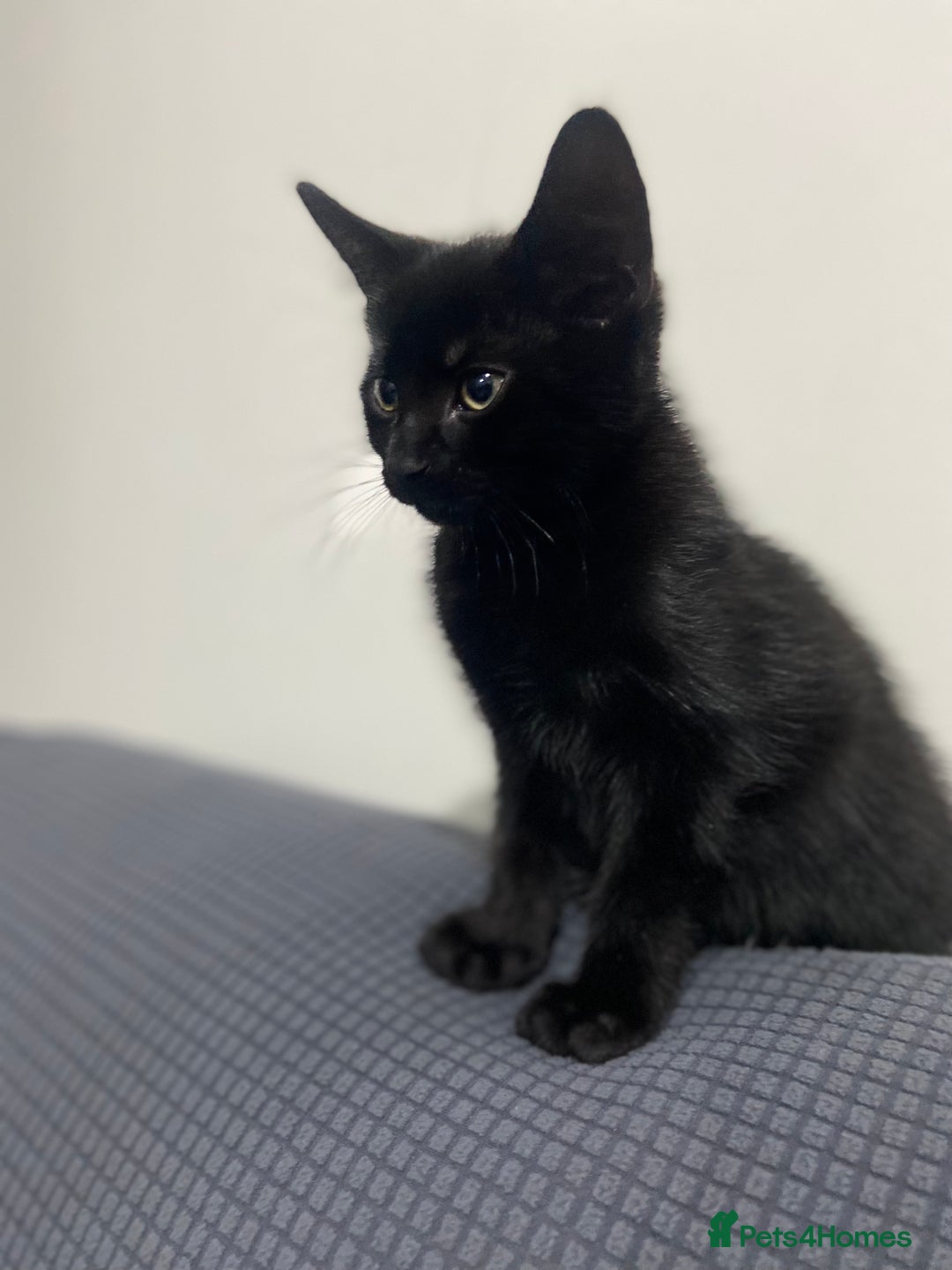 Mixed Breed cats for sale: 2 months old kittens  - Image 4