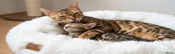 Bengal cats for sale: Beautiful Bengal kitten - Advert 5