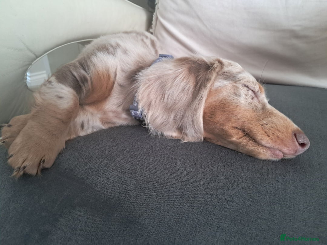 Dachshund dogs for sale: Miniature daschund boy  - Advert 7