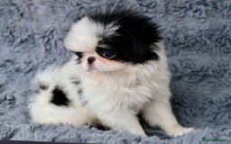 Japanese Chin dogs for sale: female - Image 6