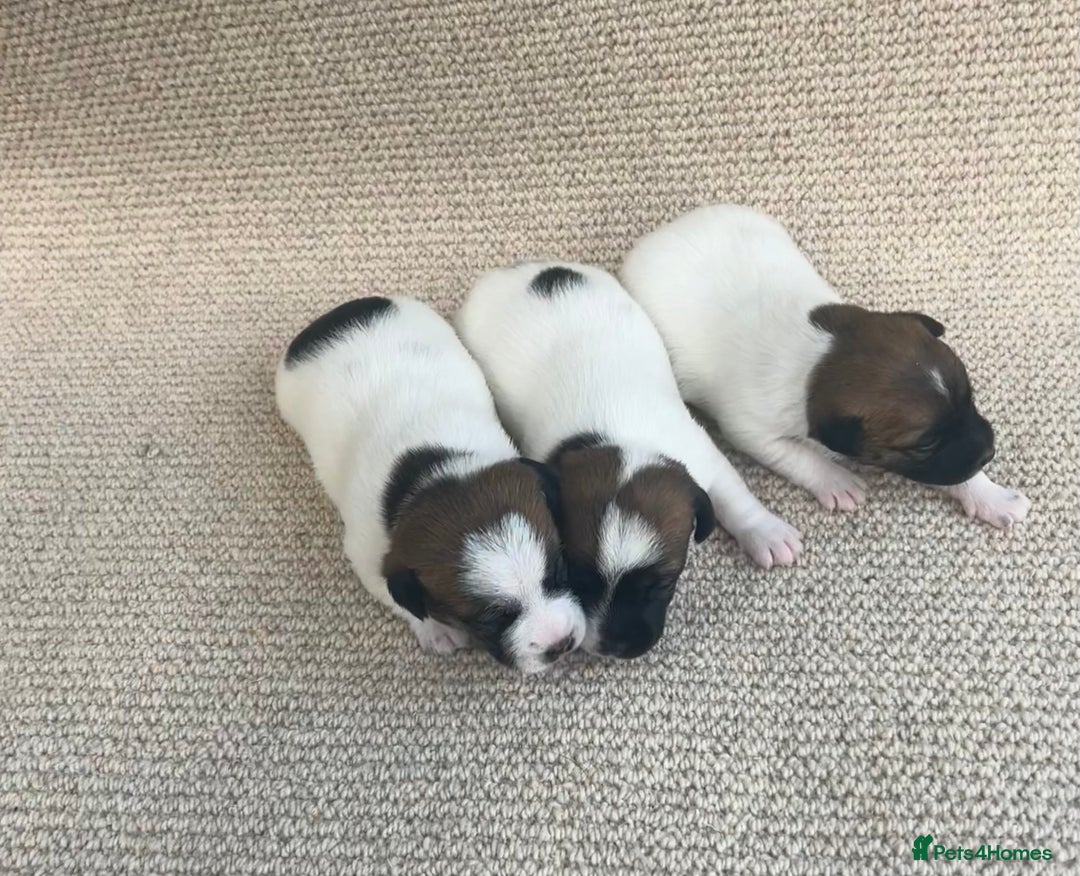 Jack Russell dogs for stud: Jack Russel stud - Image 5