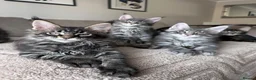 Maine Coon cats for sale: ✨5 Gorgeous Pure Breed Maine Coon Kittens✨ - Advert 2