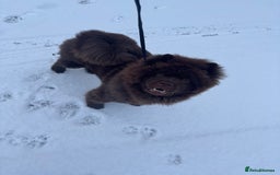 Chow Chow dogs for stud: KC Registered MR BUENO BEAR available for stud  - Image 3