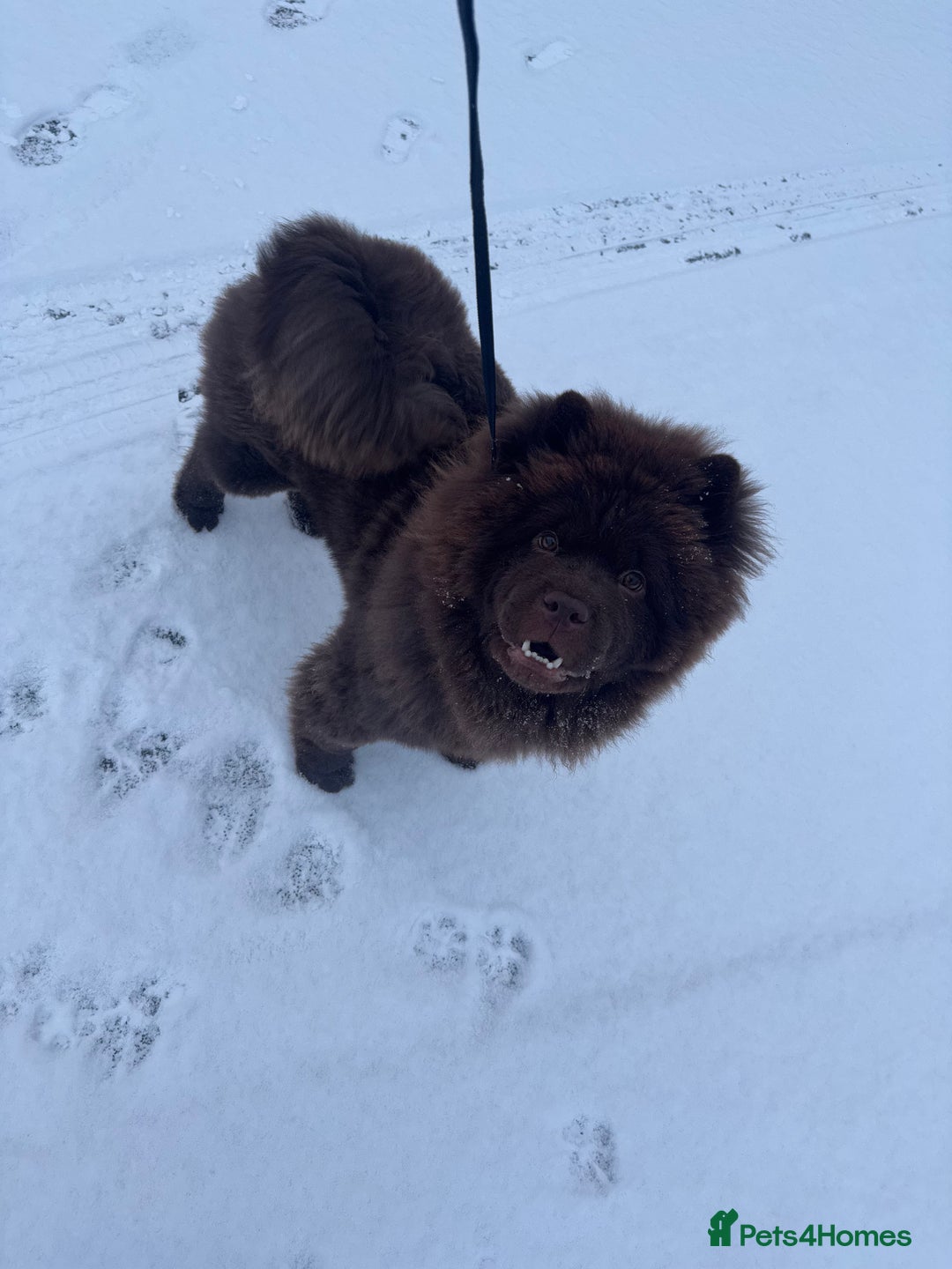 Chow Chow dogs for stud: KC Registered MR BUENO BEAR available for stud  - Image 3