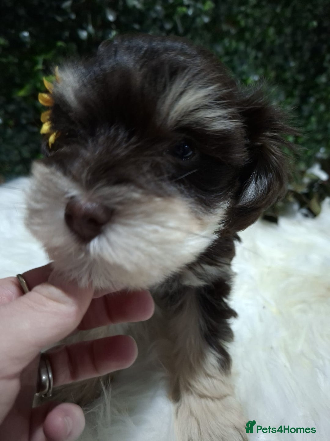 Miniature Schnauzer dogs for sale: Two beautiful girls  - Advert 11