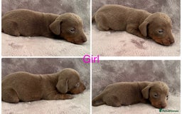 Miniature Dachshund dogs for sale: *ISABELLA DAPPLE MINATURE DACHSHUND PUPPIES* - Advert 4