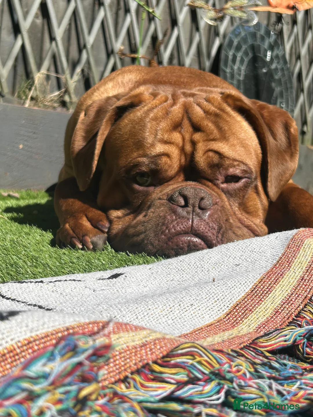 Dogue De Bordeaux dogs for sale: 3 year old DDB - Advert 1