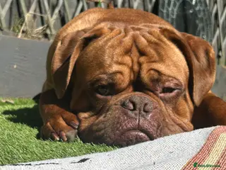Dogue De Bordeaux dogs 3 year old DDB - Advert 5