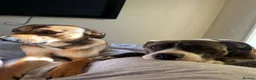 Mixed Breed dogs for sale: Staffy cross Belgium Shepard puppys  in Gosport - Advert 10