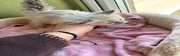 Ragdoll cats for sale: Sweet Ragdoll x angora - Advert 5