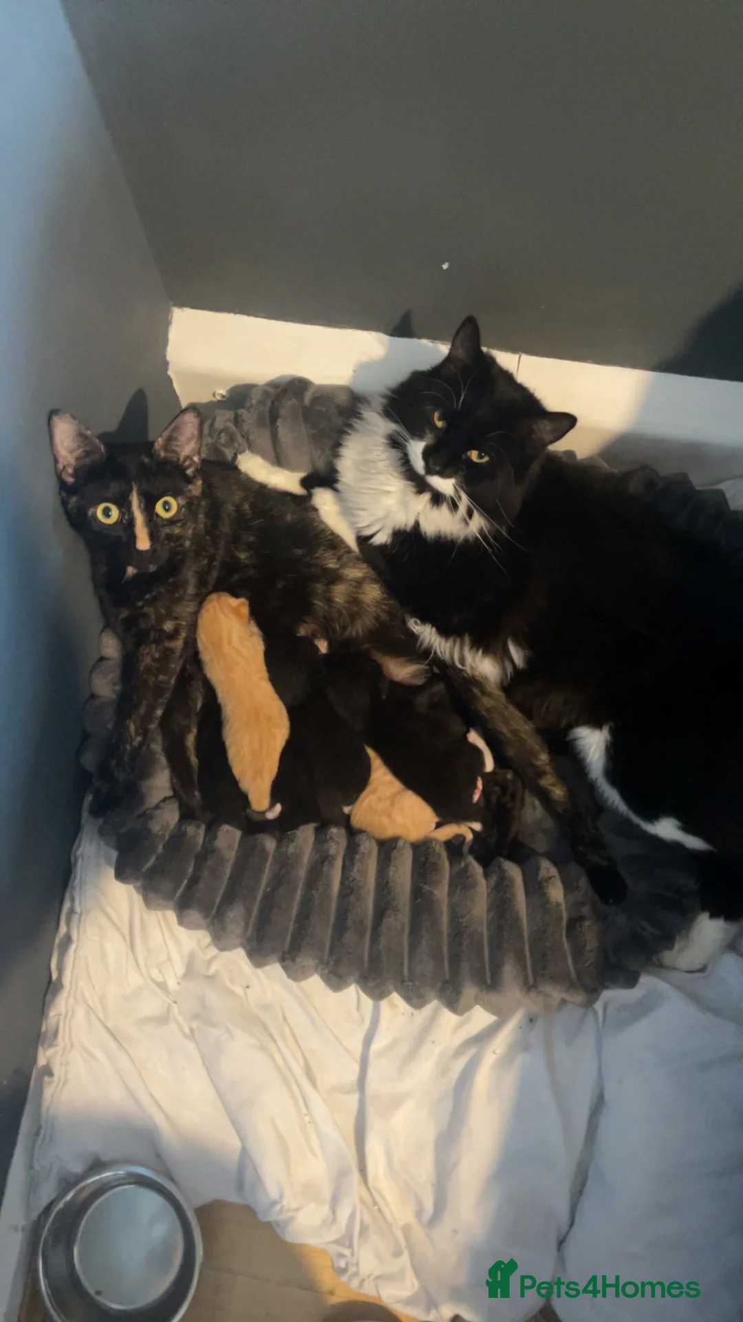 Mixed Breed cats for sale: British Shorthair x snowshoe kittens - Advert 14
