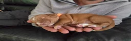 Cocker Spaniel dogs for sale: 6 red cocker spaniel puppies in Bridlington - Advert 7