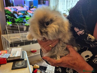 Mixed Breed rabbits Female rabbit for sale - Advert 1