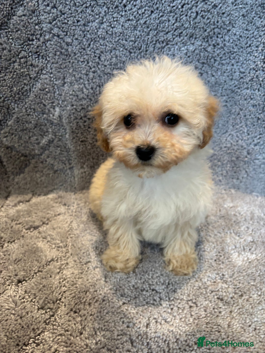 Poochon dogs for sale: Beautiful f1 poochon puppys READY NOW!!! - Advert 6