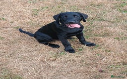 Labrador Retriever dogs for sale: Black Labrador  - Image 2