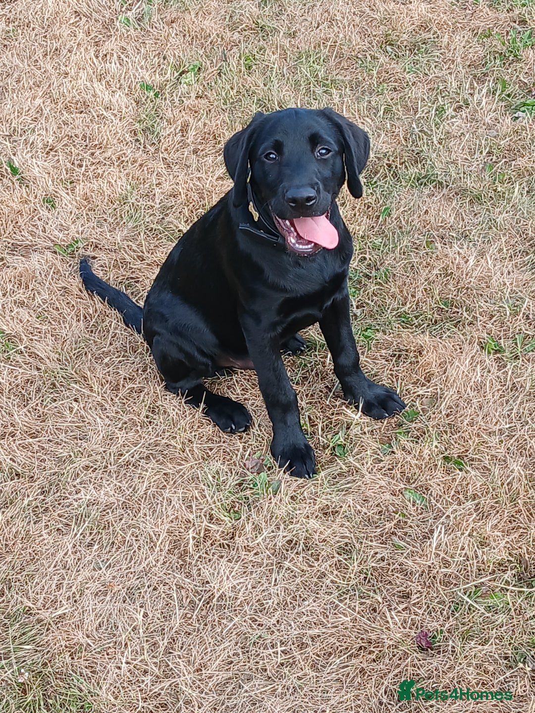 Labrador Retriever dogs for sale: Black Labrador  - Image 2