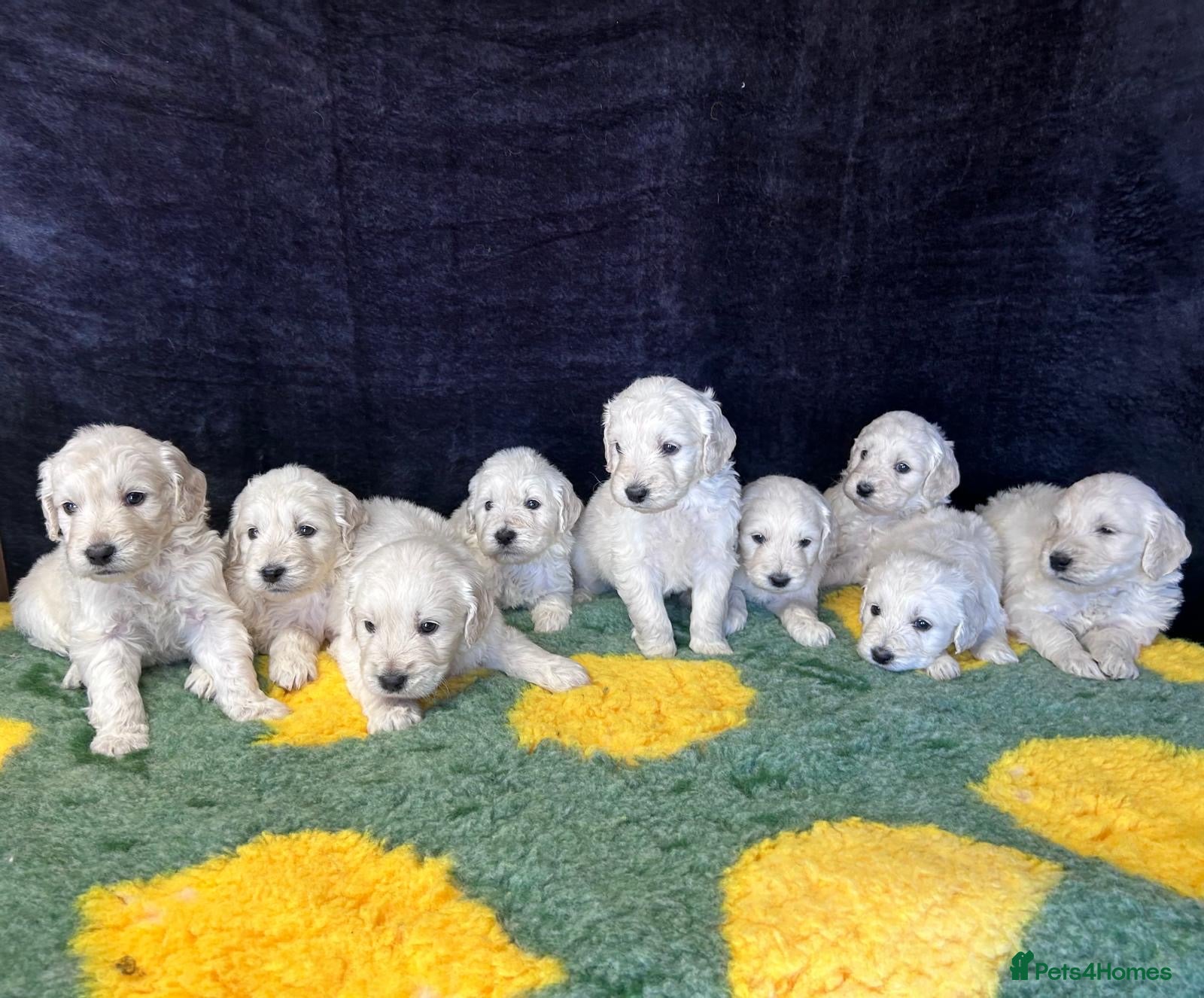Goldendoodle dogs Beautiful f1 goldendoodle puppies  - Advert 1