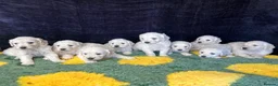 Goldendoodle dogs for sale: Beautiful f1 goldendoodle puppies  - Advert 1