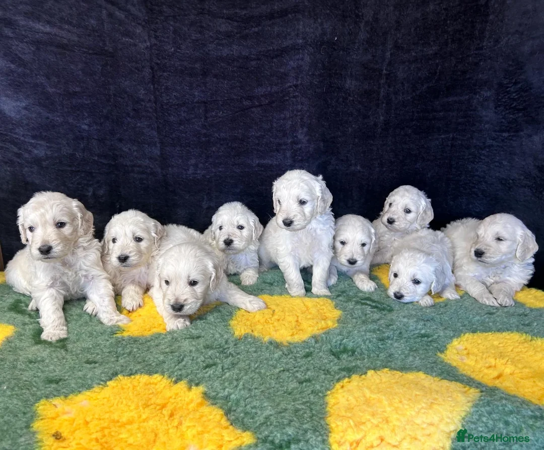 Goldendoodle dogs for sale: Beautiful f1 goldendoodle puppies  - Advert 1