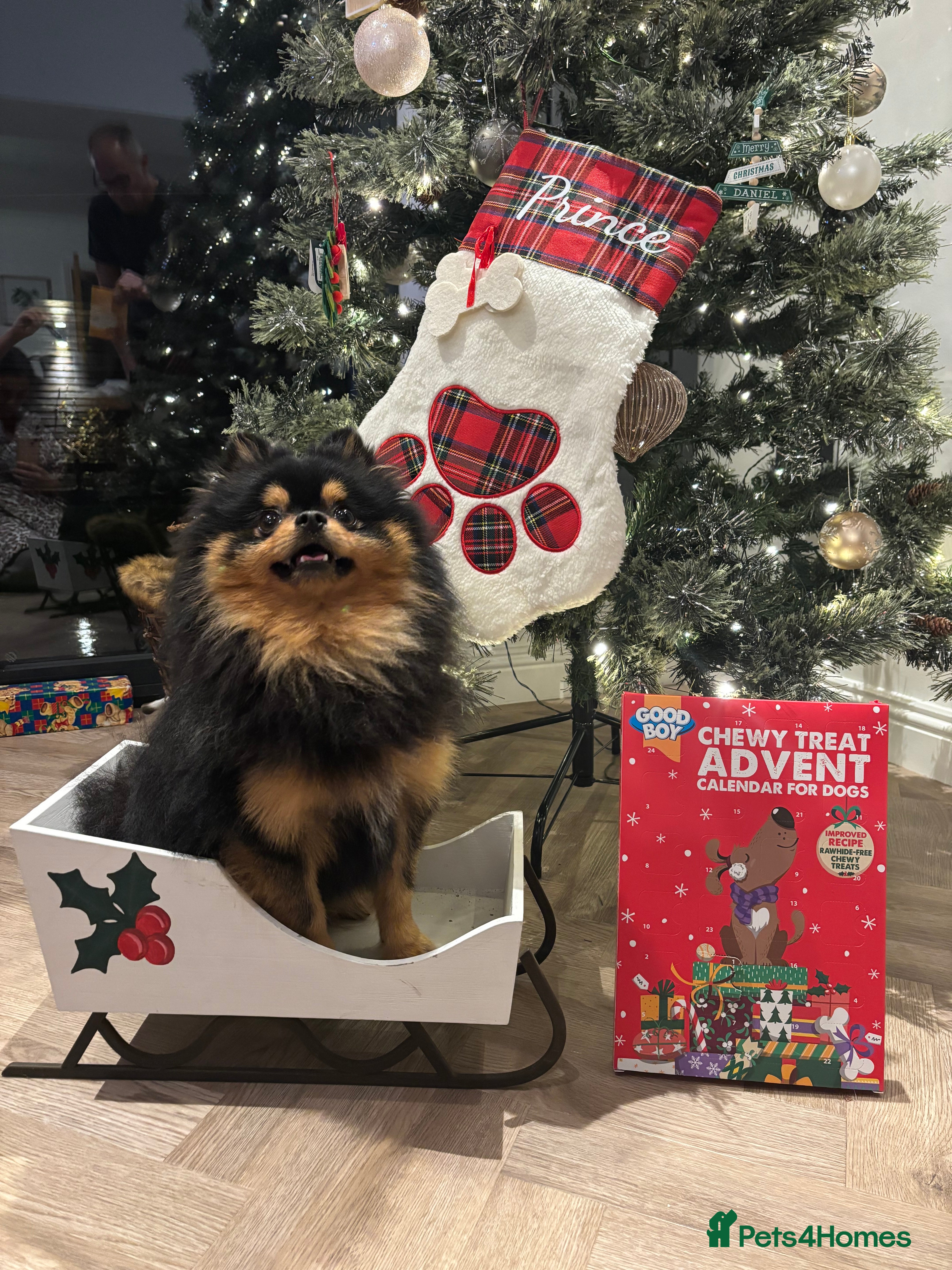 Pomeranian dogs Prince available for stud services  - Advert 3