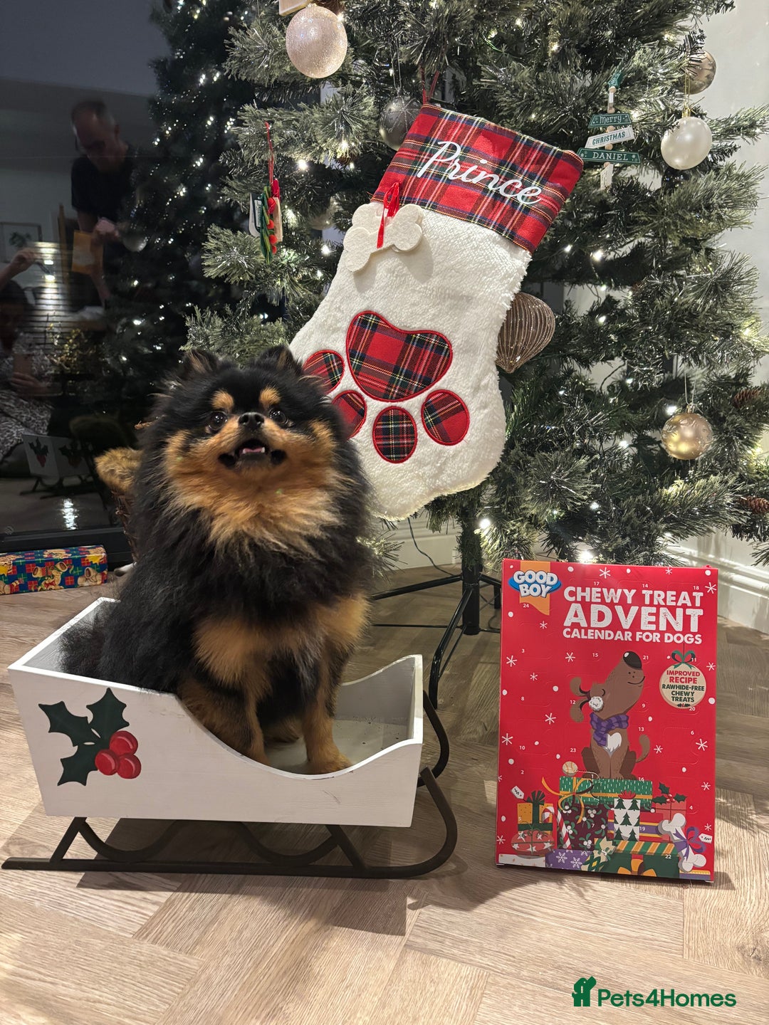 Pomeranian dogs for stud: Prince available for stud services  - Advert 1