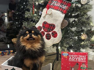 Pomeranian dogs Prince available for stud services - Advert 17