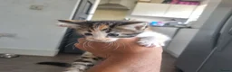 Mixed Breed cats for sale: Mixed Litter Kittens - Advert 14