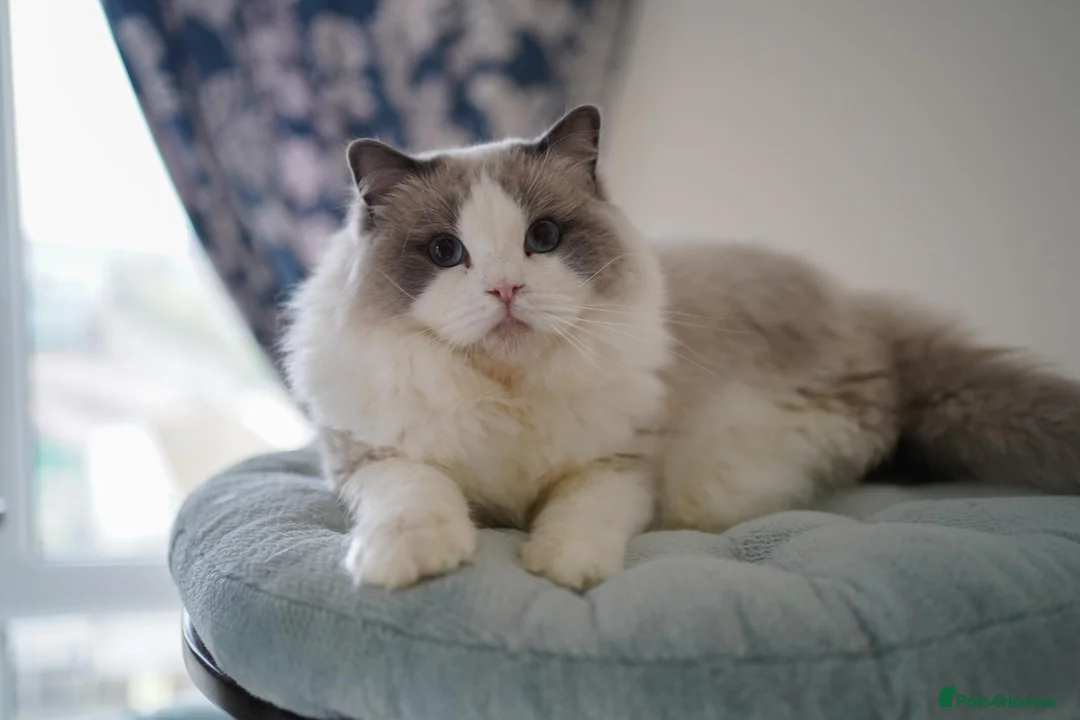 Ragdoll cats for sale: Retired King find new home - Advert 1