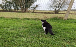 Mixed Breed cats for sale: Hella and Loki - Image 21