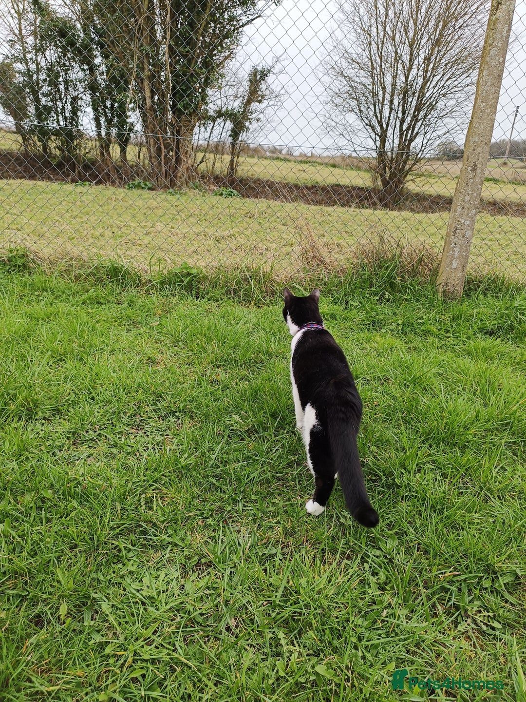 Mixed Breed cats for sale: Hella and Loki - Image 21