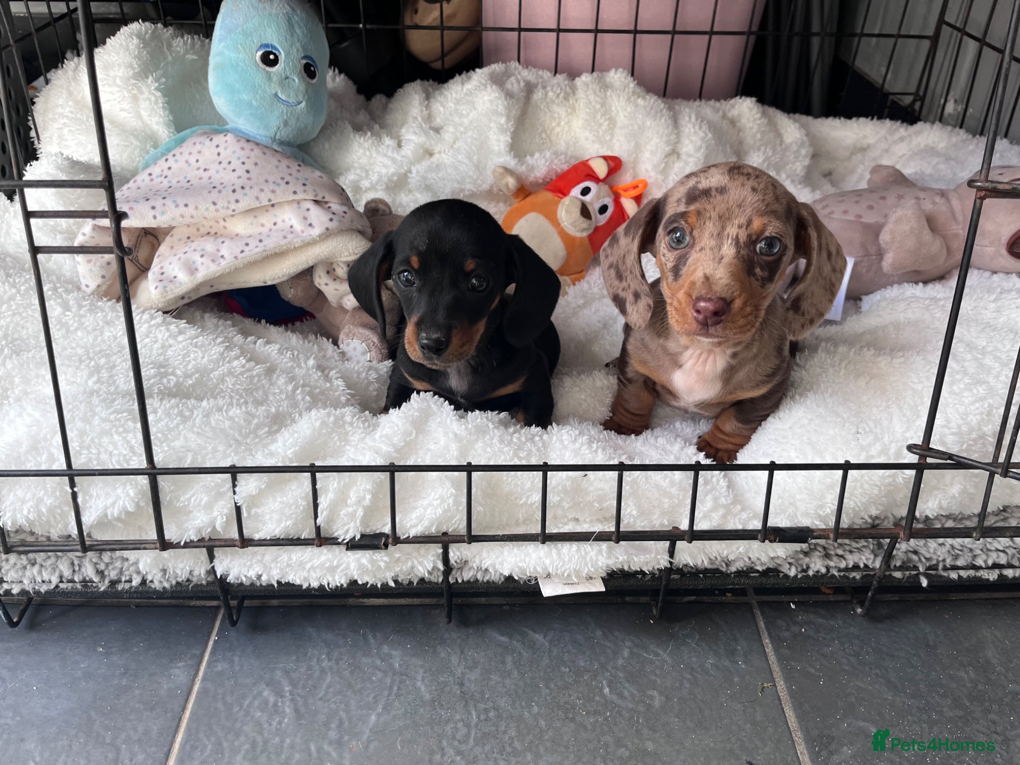Miniature Dachshund dogs Miniature dachshund puppies PRA CLEAR READY NOW - Advert 6