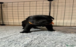 Staffordshire Bull Terrier dogs for sale: Staffy puppies looking for their forever homes - Image 14