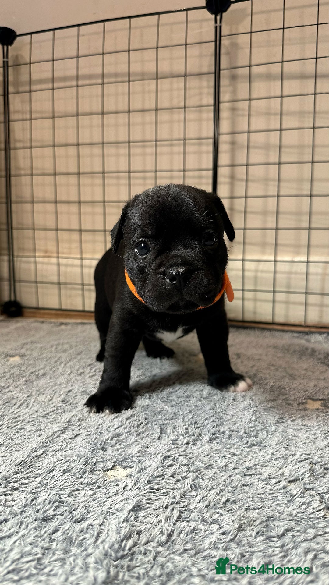 Staffordshire Bull Terrier dogs for sale: Staffy puppies looking for their forever homes - Image 14