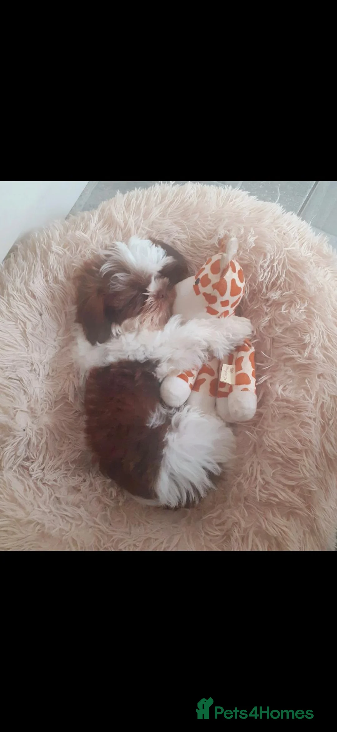 Shih Tzu dogs for sale: Beautiful 5 year old girl - Advert 7