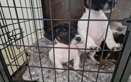 Jack Russell dogs for sale: Jack Russel Terriers 3 Generations Bloodline - Image 14