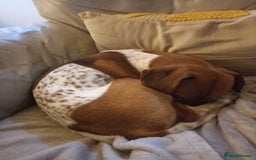 Mixed Breed dogs for sale: Jack Russell Cross - Advert 3