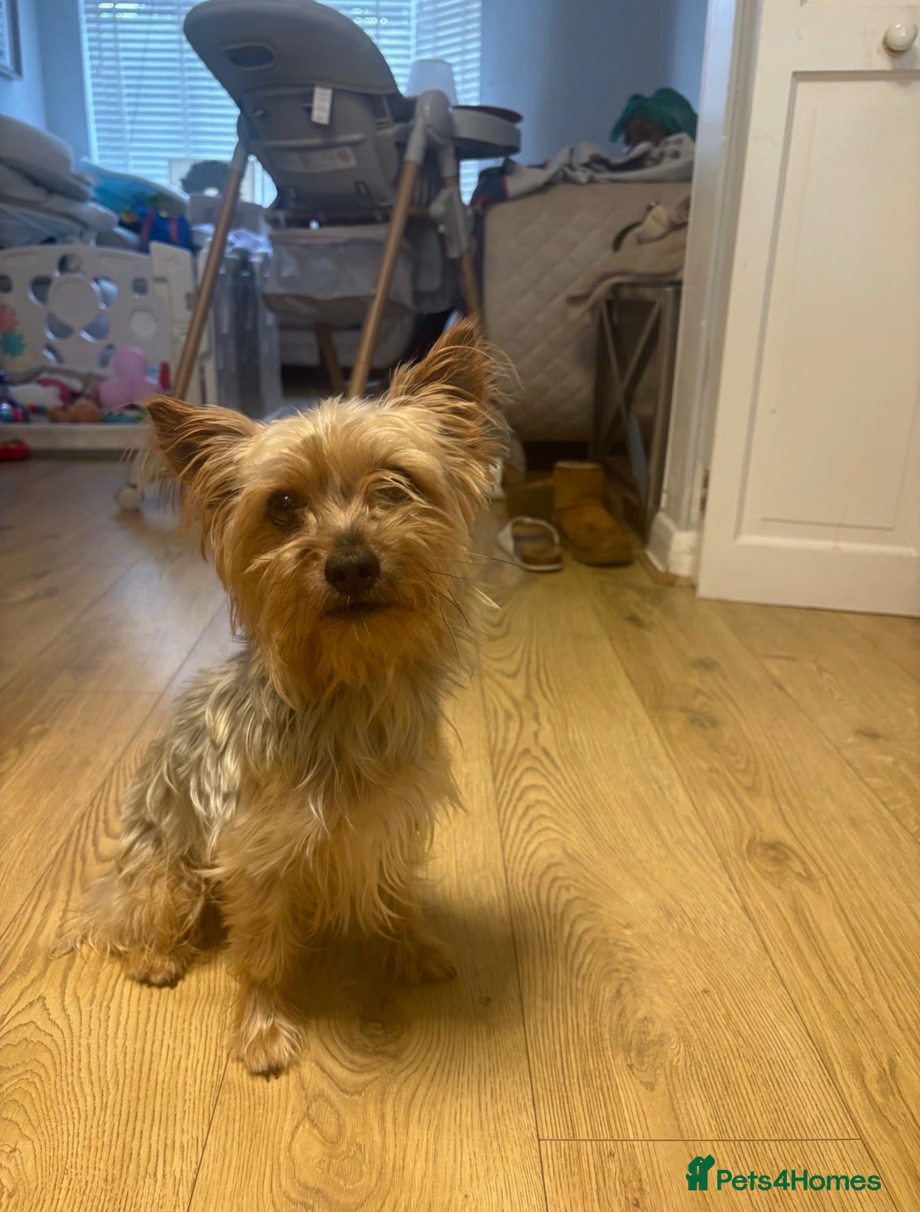 Yorkshire Terrier dogs Stormi - Advert 5